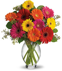 Gerbera Brights from Metropolitan Plant & Flower Exchange, local NJ florist